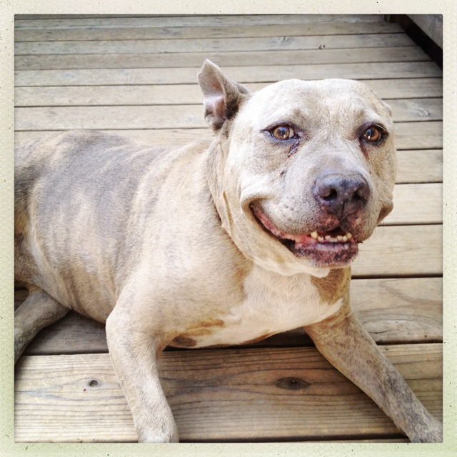 Lucky Buddy Petcare